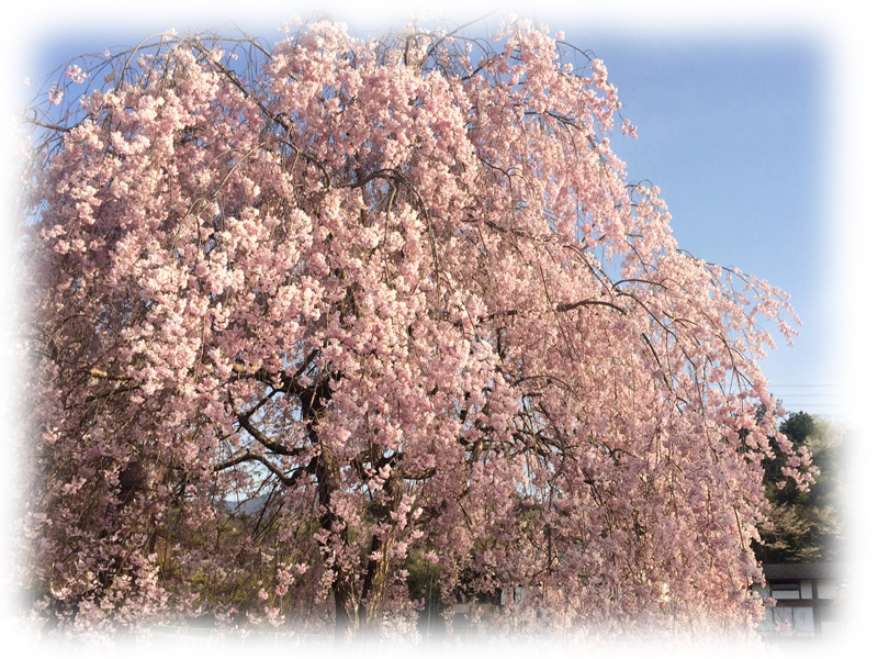 コスメコンシェルジュに習うシリーズ冬から春へ、季節の変わり目の知っておきたいお肌のお手入れに方法